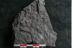 Foto (Detailansicht) von Callipteris sp.  (NHMW-GEO-2024-0188-10922)